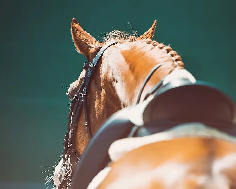 School Squires Training Center Equestrian