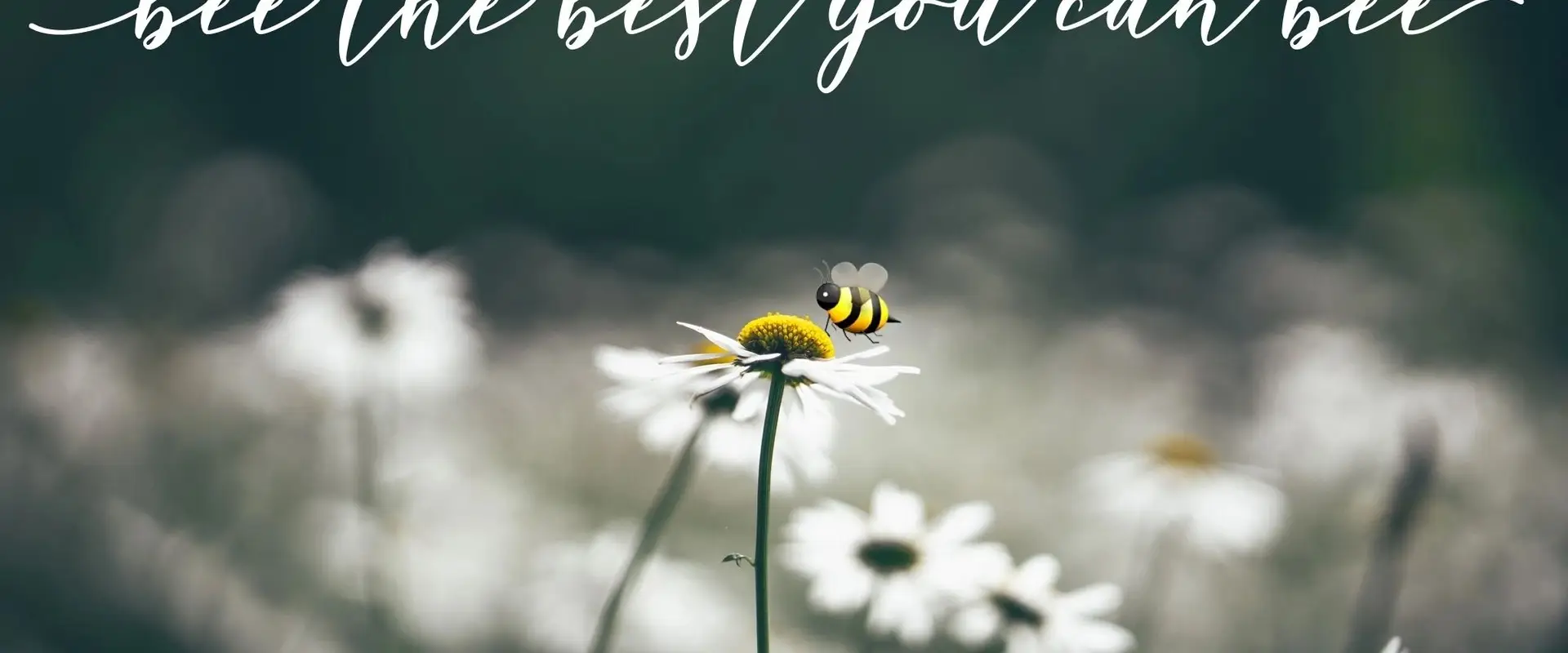 Yogi Bee