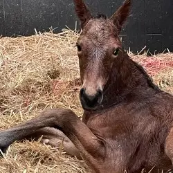 Stud Des Brimbelles