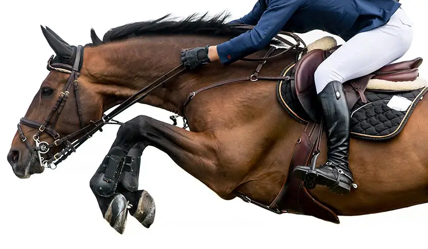 Equestrian Center And Pony Club Du Lys