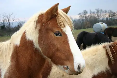 FERME DE CHANTEBLE
