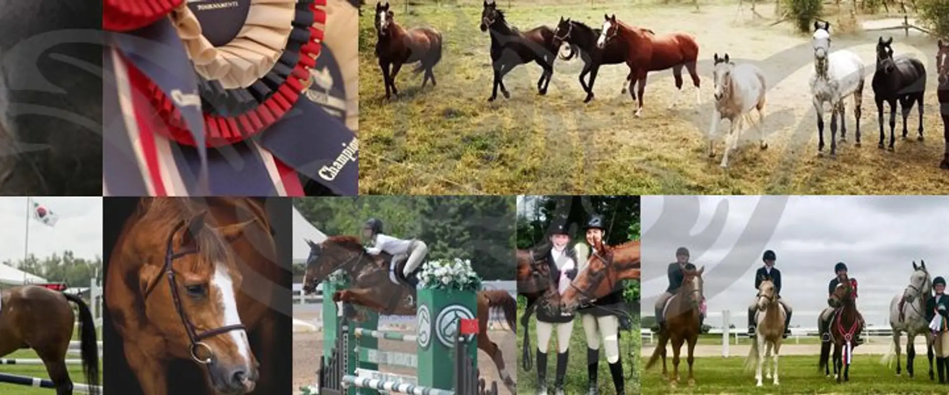 Golden Gate Equestrian