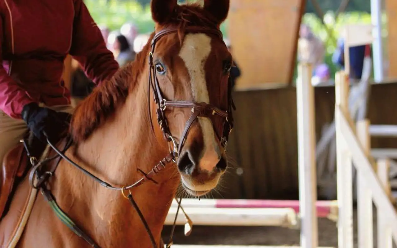 Castle Stables