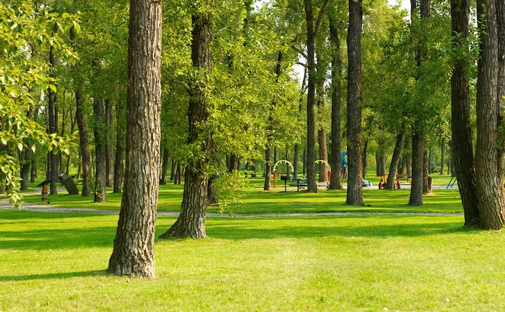 Royal Birch Field
