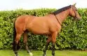 Carlingford Horses