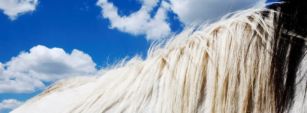 Maywood Equestrian & Horse Riding School