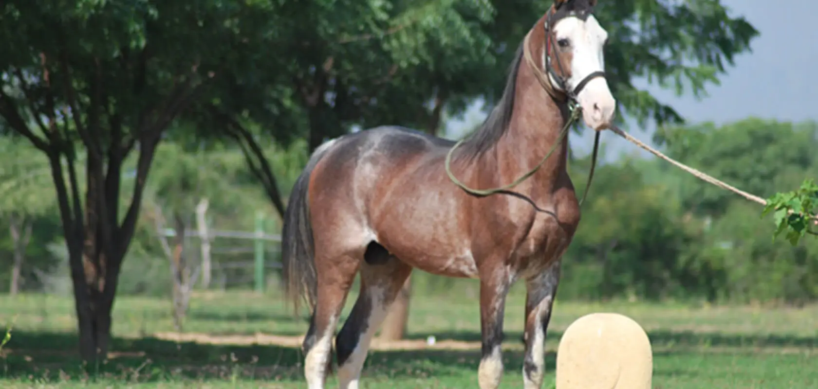 Kortastud