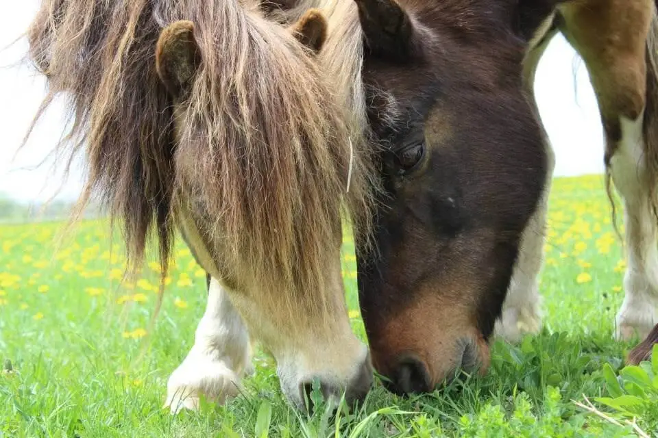 Big Creek Horse Stables - Horseback Riding
