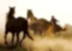 Ranch El Gringo