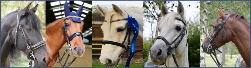 Thurleigh Equestrian Centre