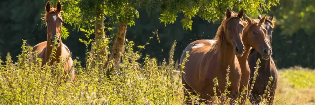 Haras d'Olympe