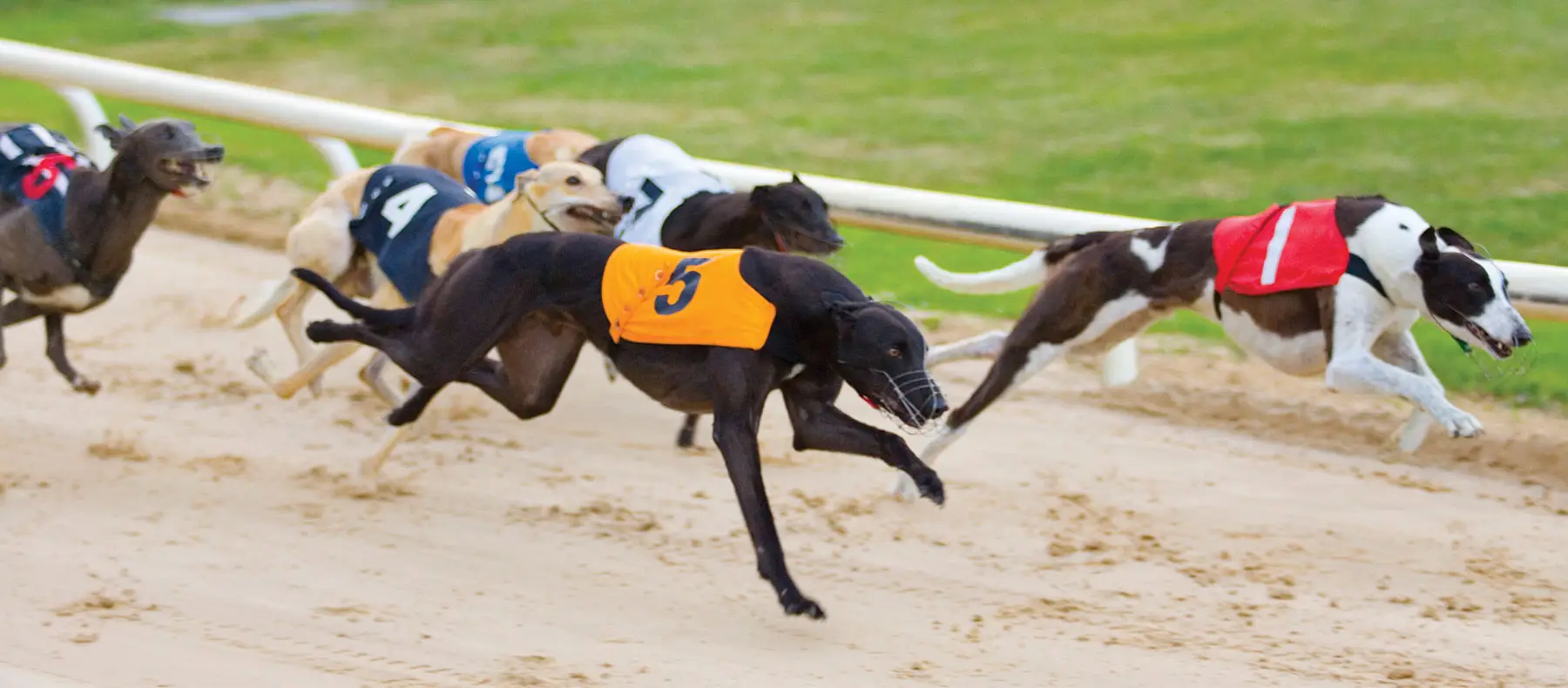 Youghal Greyhound Racing Company Limited