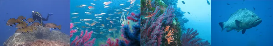 Diving School Cyana