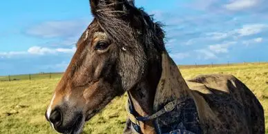 The Elms Equestrian