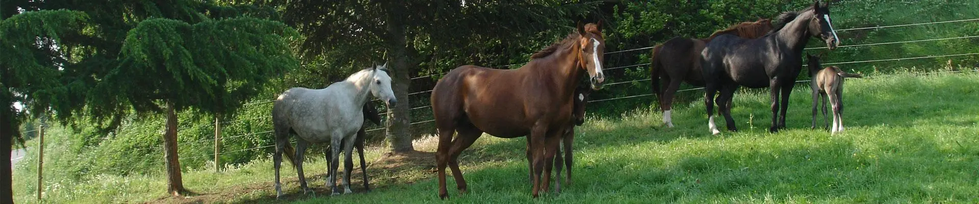Equestrian Center De Condrieu