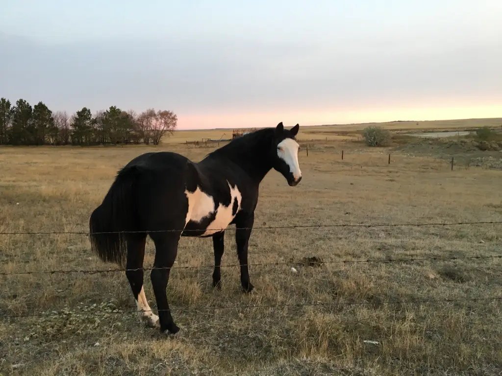 Reigning Paints Riding Arena