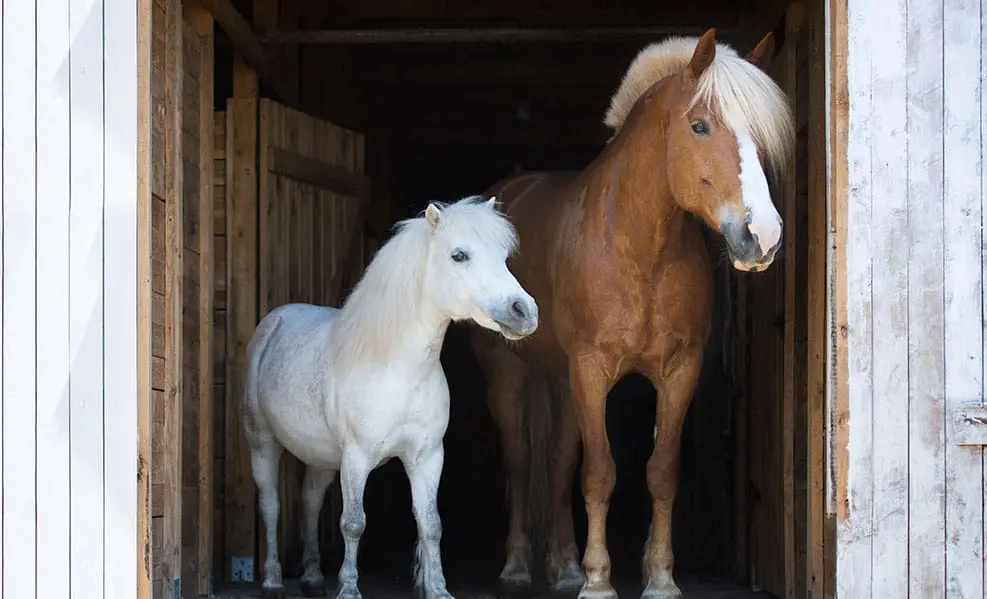 Edl Equestrian Center