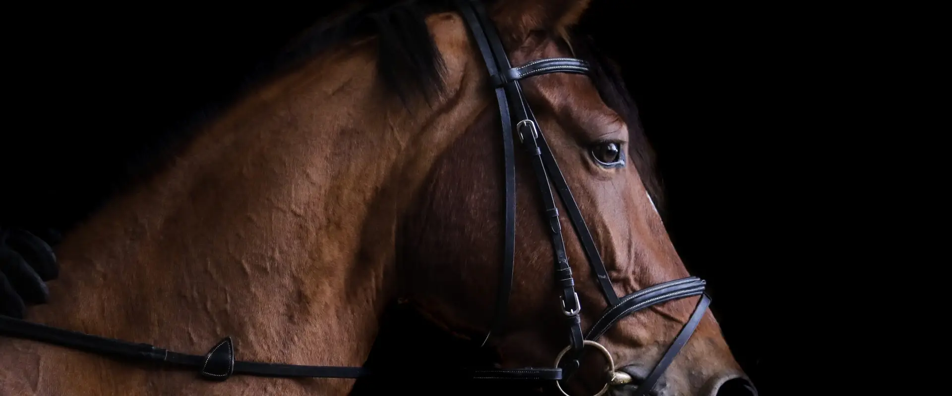 Edenside Stables
