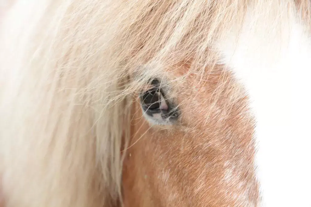 Comme les chevaux d'Ans ...