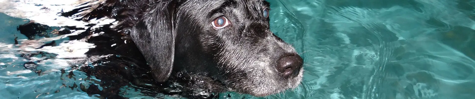 Rose Tree Farm Boarding & Hydrotherapy