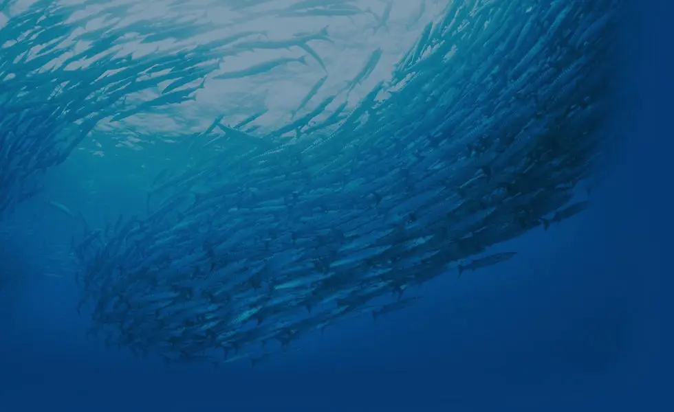 Diving DD