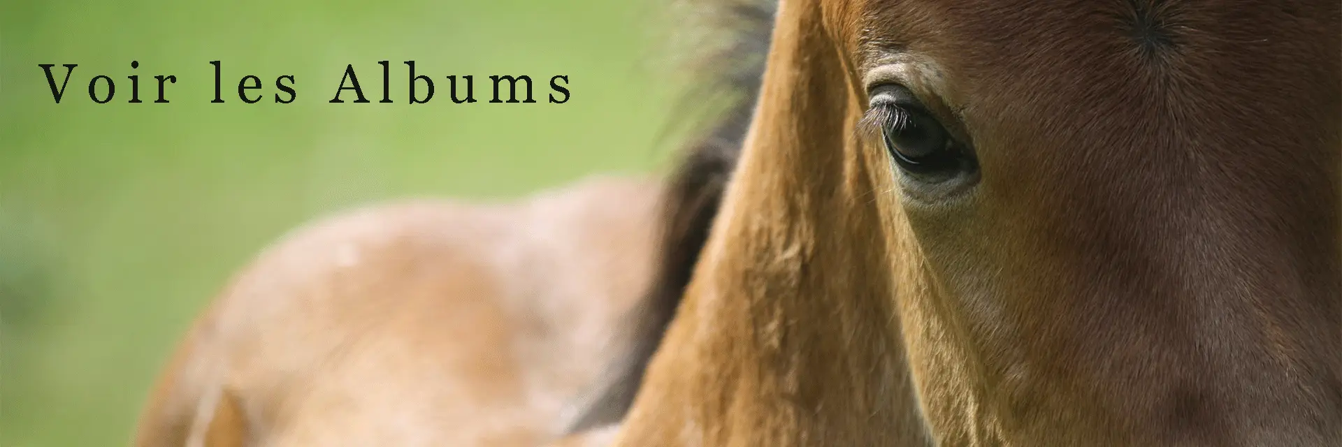 Jouault Equitation
