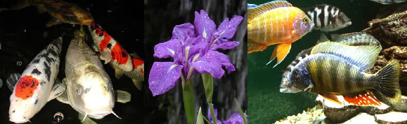Wildwoods Water Garden Centre (Part of The World of Water Group)