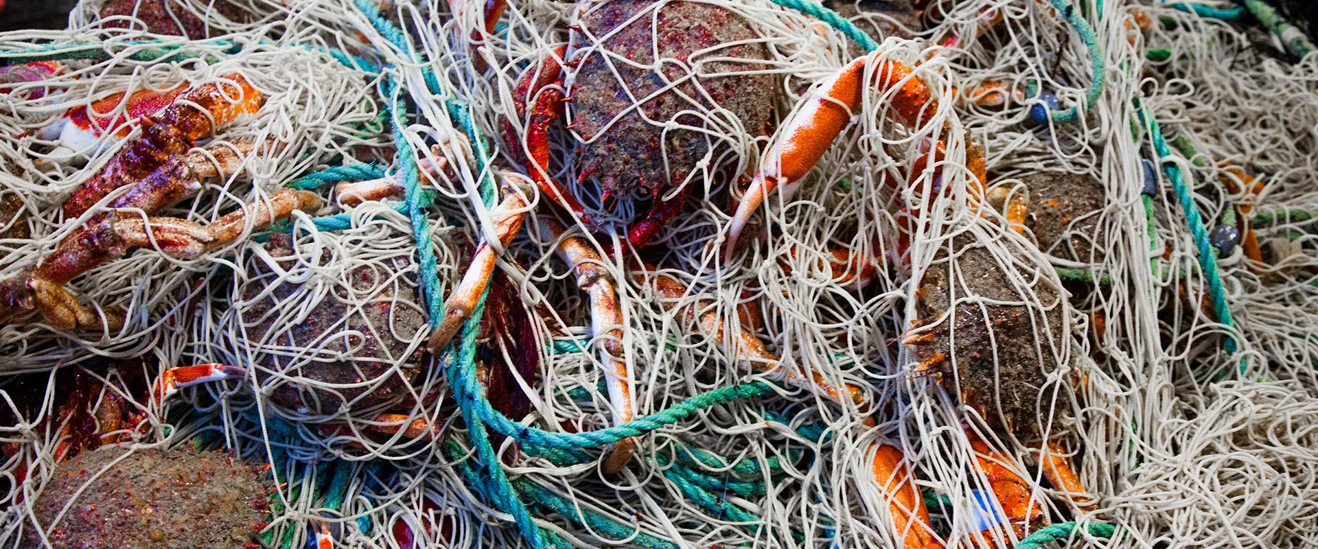 Comité Départemental des Pêches Maritimes et des Elevages Marins d'Ille et Vilaine