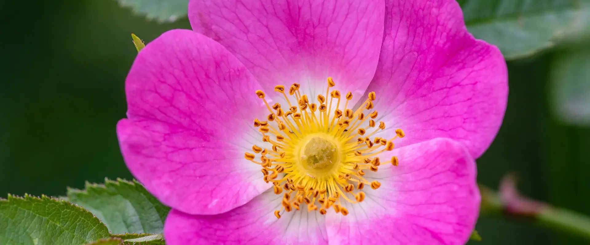 Embodied Rose Wellness