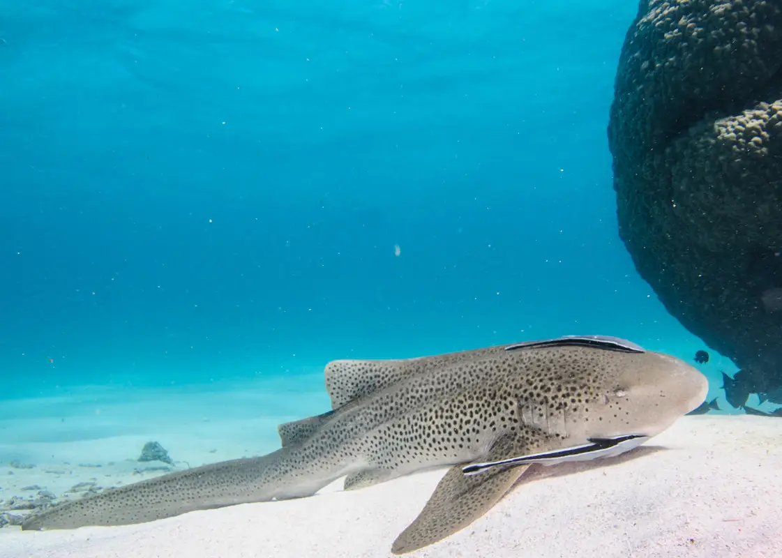 Perth Scuba