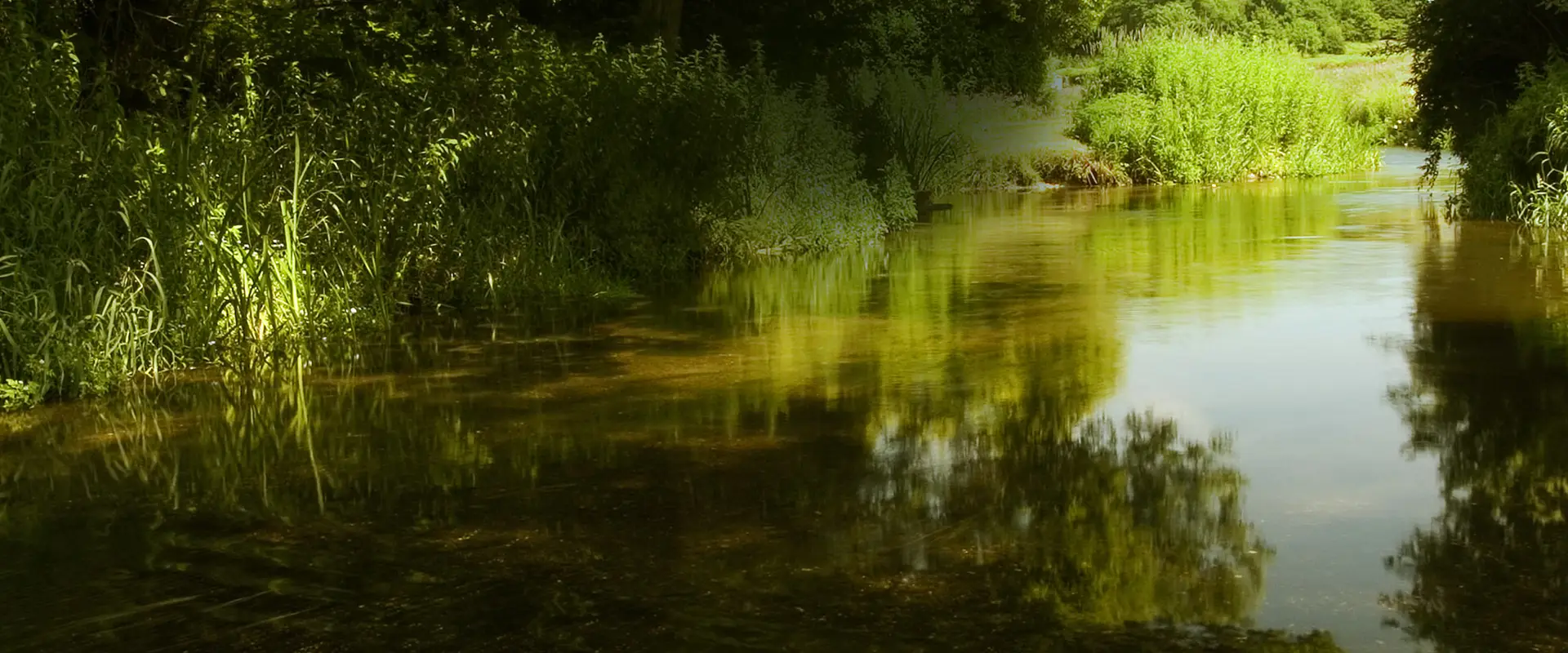 Bintry Mill Trout Fishery