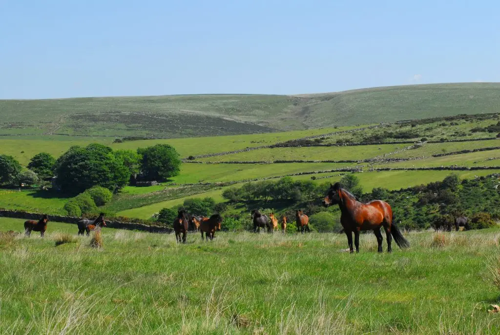 DARTMOOR PONY SOCIETY