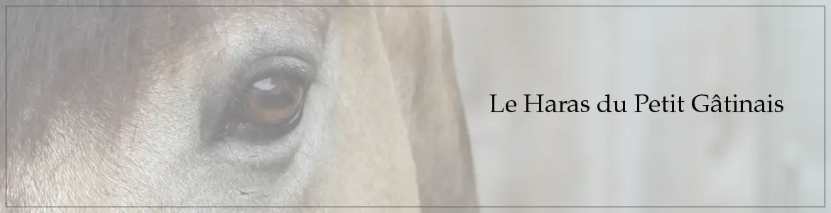 Stud Small Gatinais