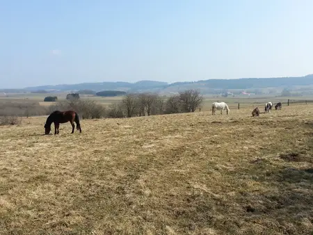 Pierrefont'équitation