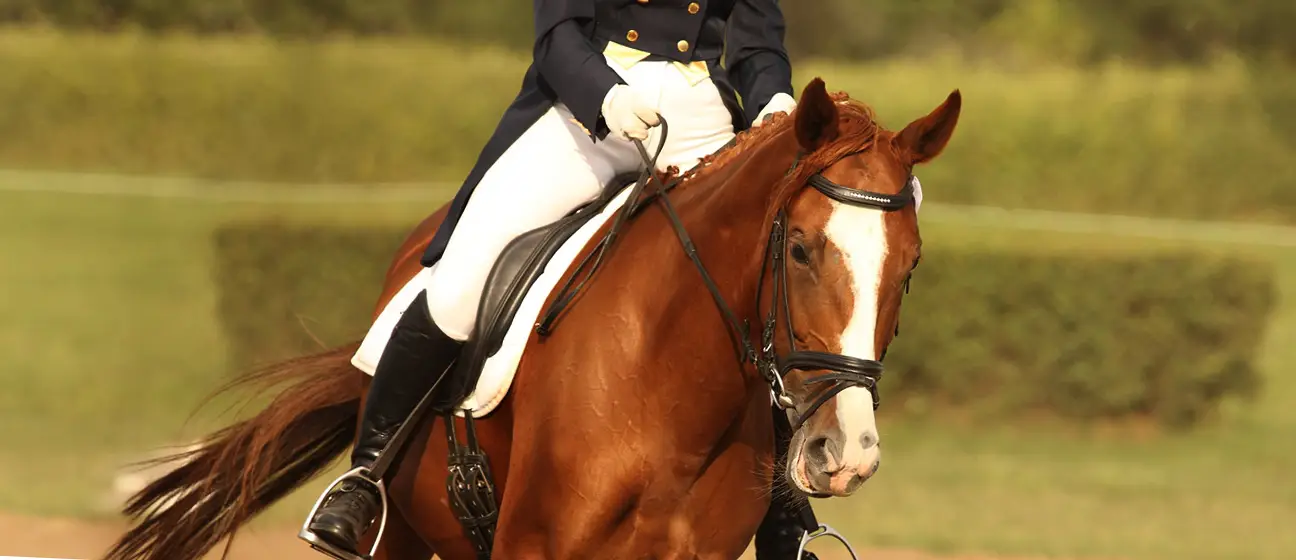 Mullaghmore Equestrian Centre