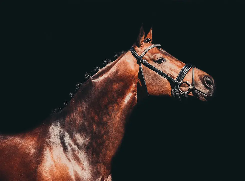 Equestrian Center De La Forêt De Chaux