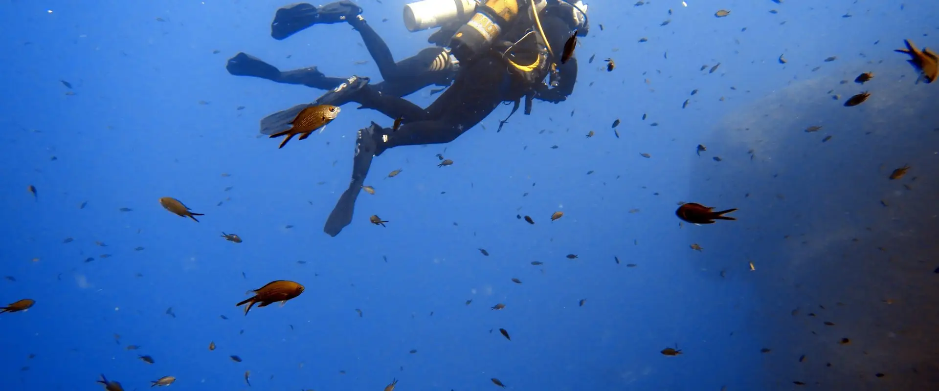 Bedford Scuba Divers Club