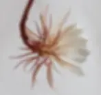 Bija Kriya Yoga
