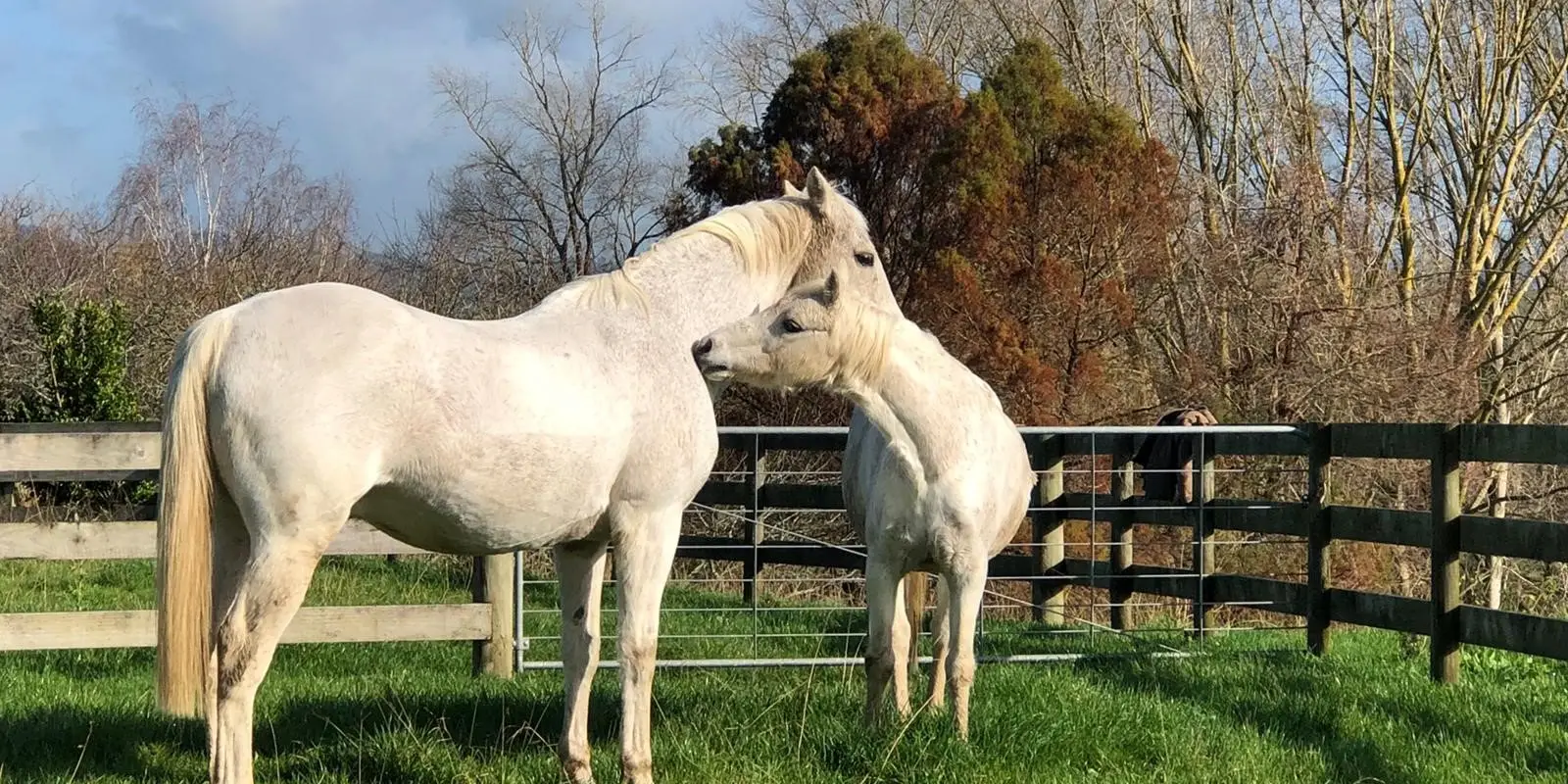 Phillips Equine