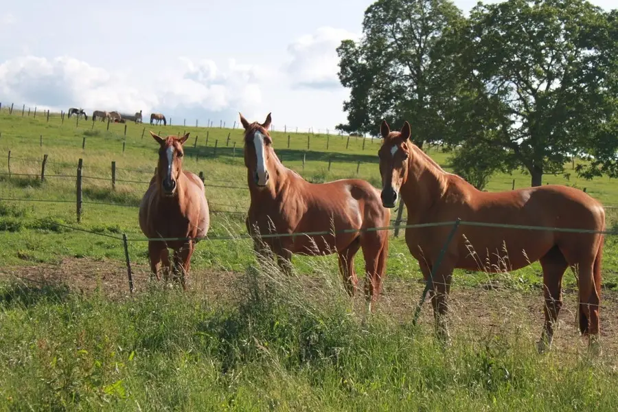 Pony Club Les Cecoignels