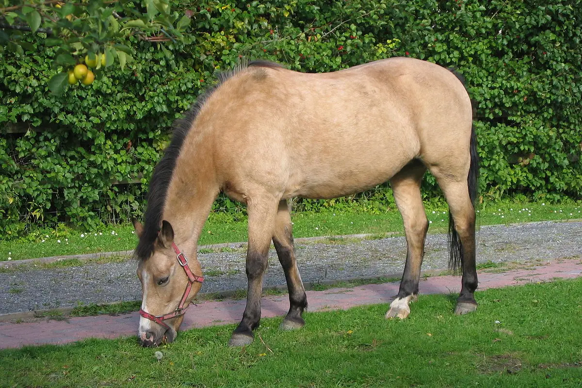 Amberley Trotting Club