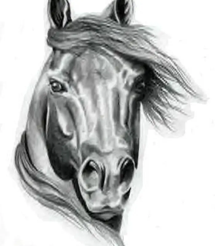 Hockley Equestrian Centre