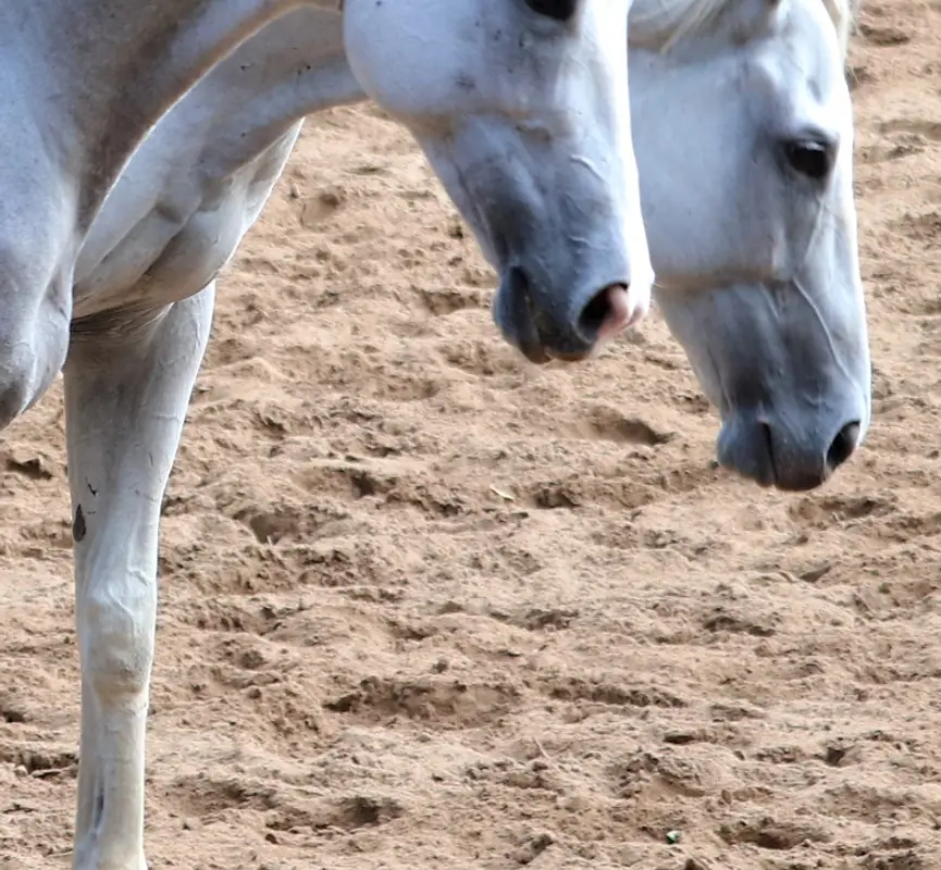Chennai Equitation Centre