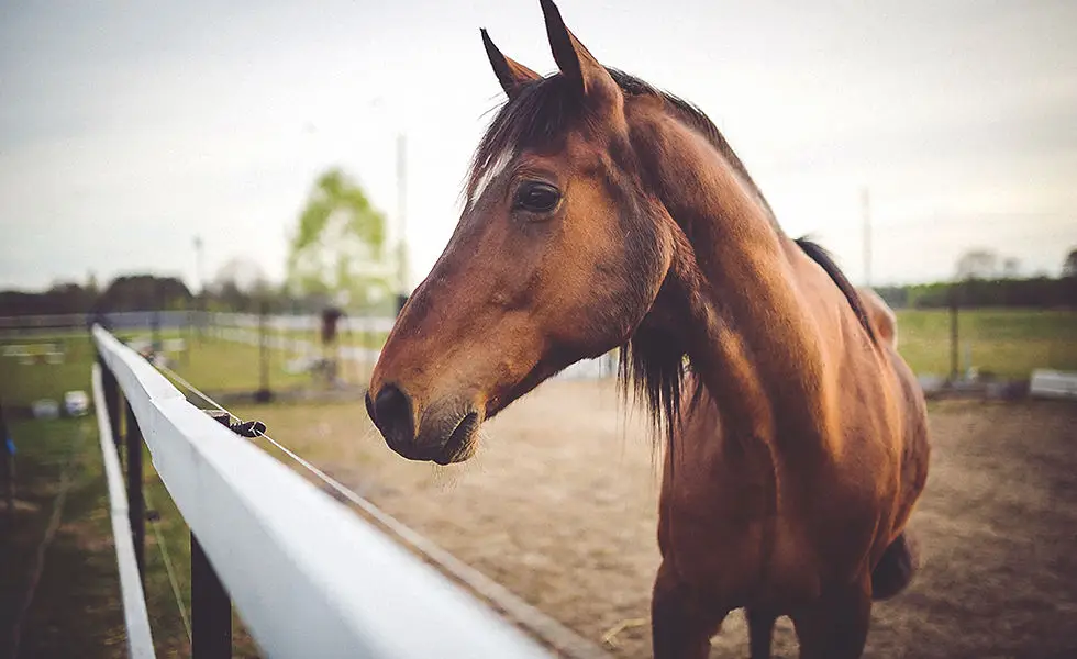 Naveen Farms - Horse Riding School