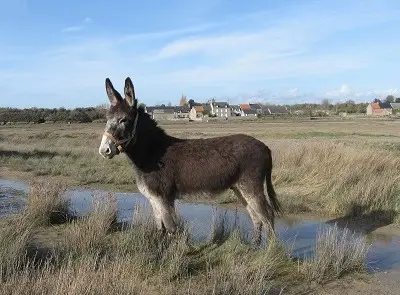 Autour de l'âne