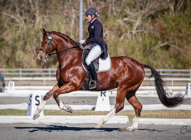 Manning Valley Dressage and Hack Club