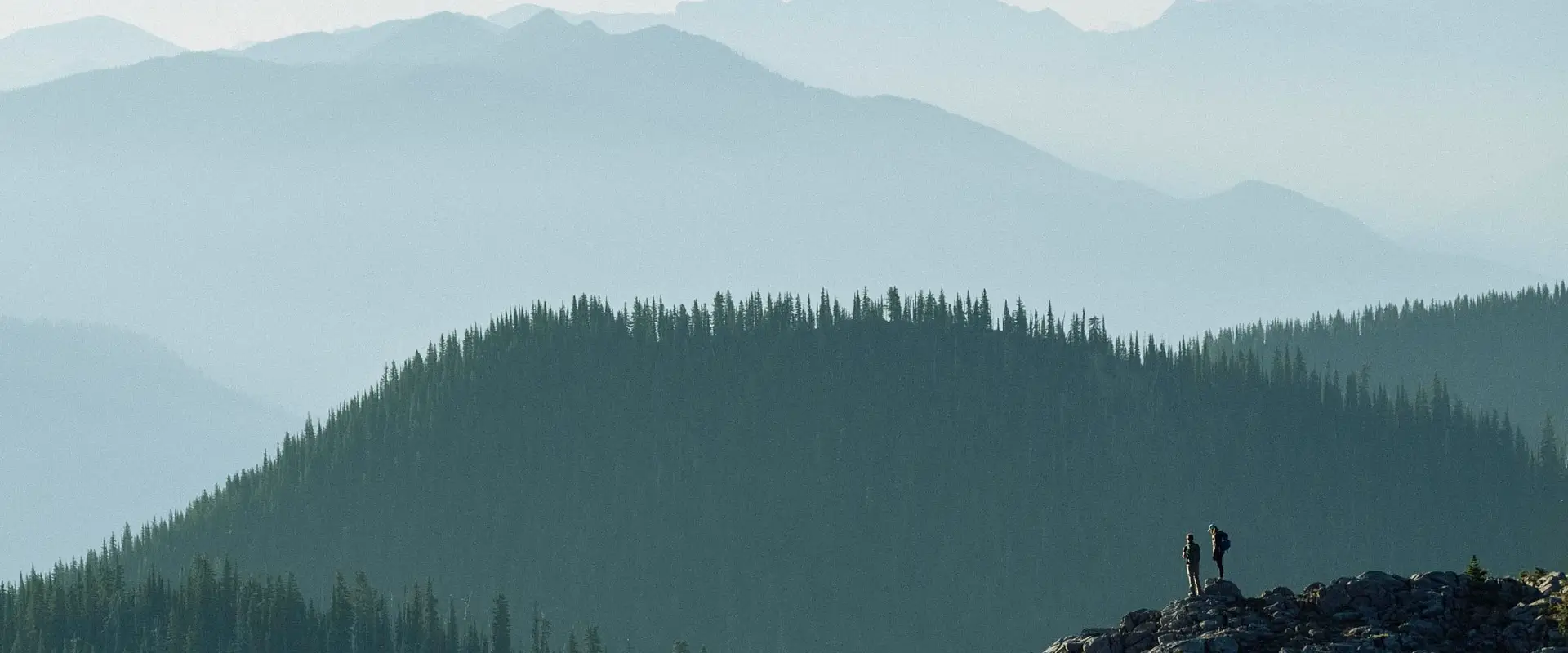 Field & Forest