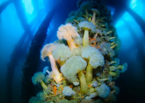 Dive Oban & Argyll