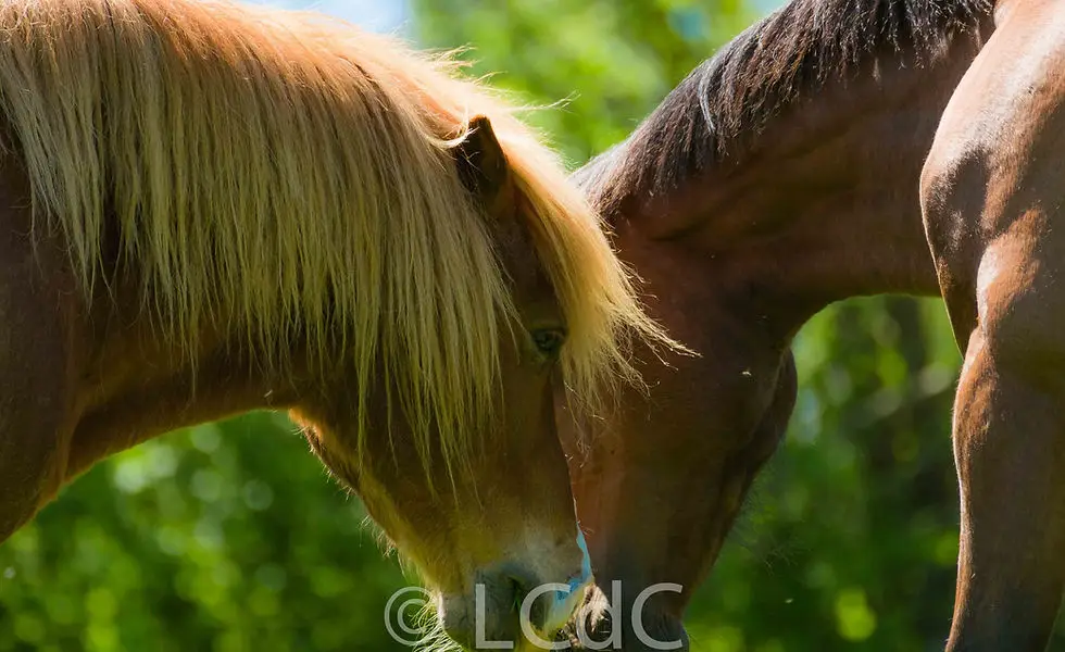 Les Chevaux De Ciezalel