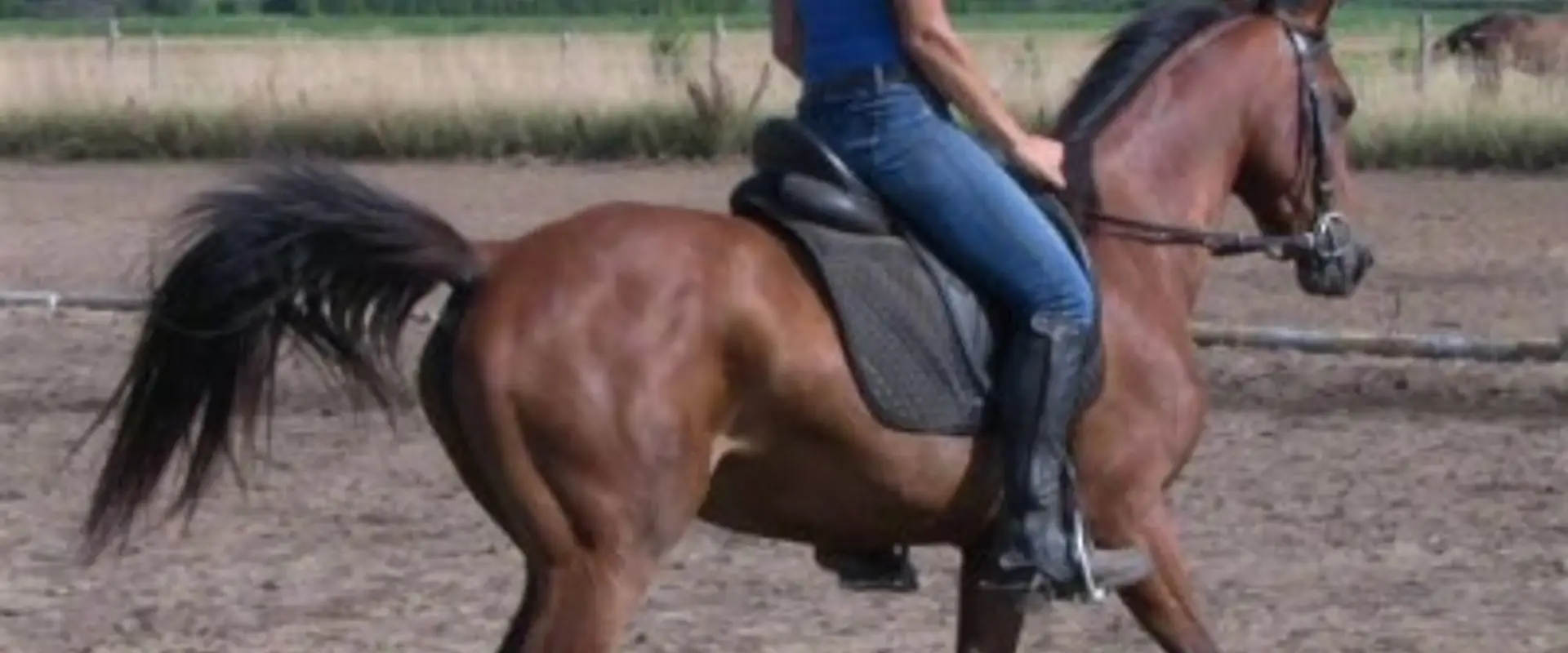 Symphony Stables
